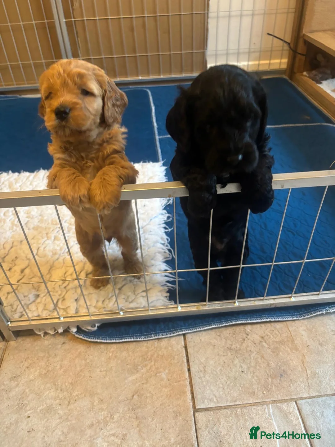 Mixed Breed dogs for sale: Sprockerpoo puppies looking for their forever home in Dunfermline - Advert 1