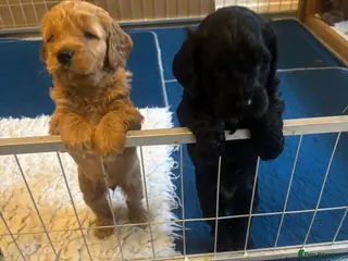 Mixed Breed dogs Sprockerpoo puppies looking for their forever home - Advert 2