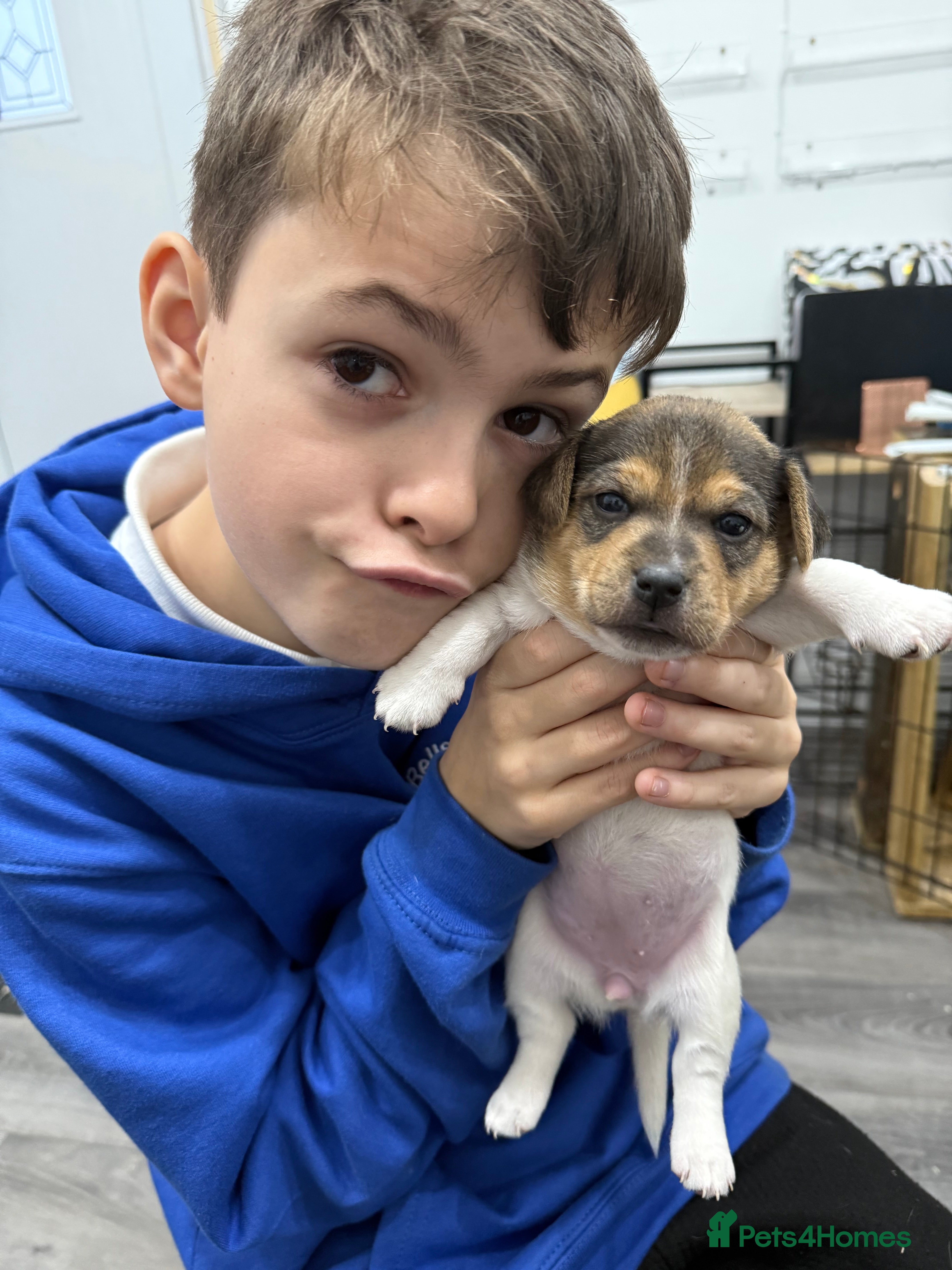 Jack Russell dogs Miniature Short-Legged Traditional Jack Russells - Advert 6