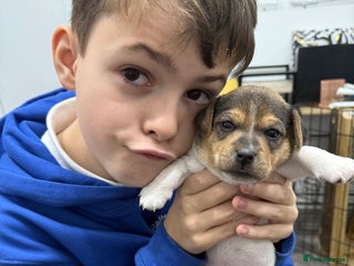 Jack Russell dogs Miniature Short-Legged Traditional Jack Russells - Advert 5