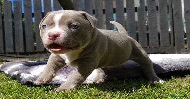 American Bully dogs - Advert 6
