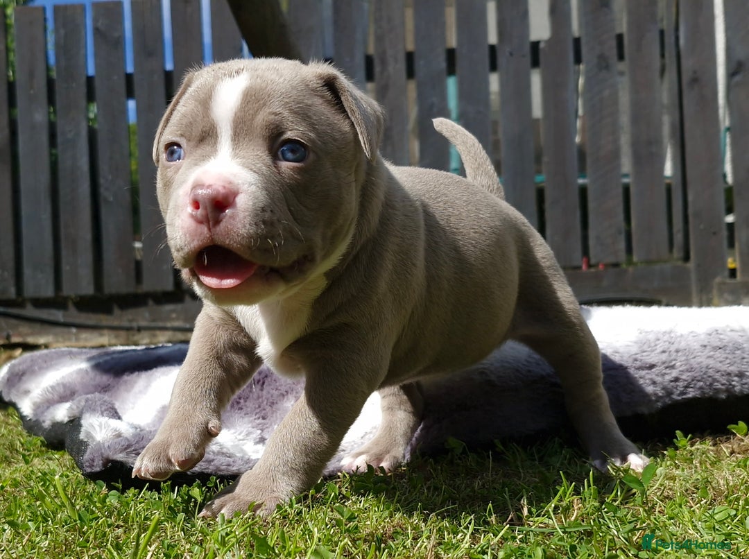 American Bully dogs for sale: 3 female pocket bully's available  - Image 3