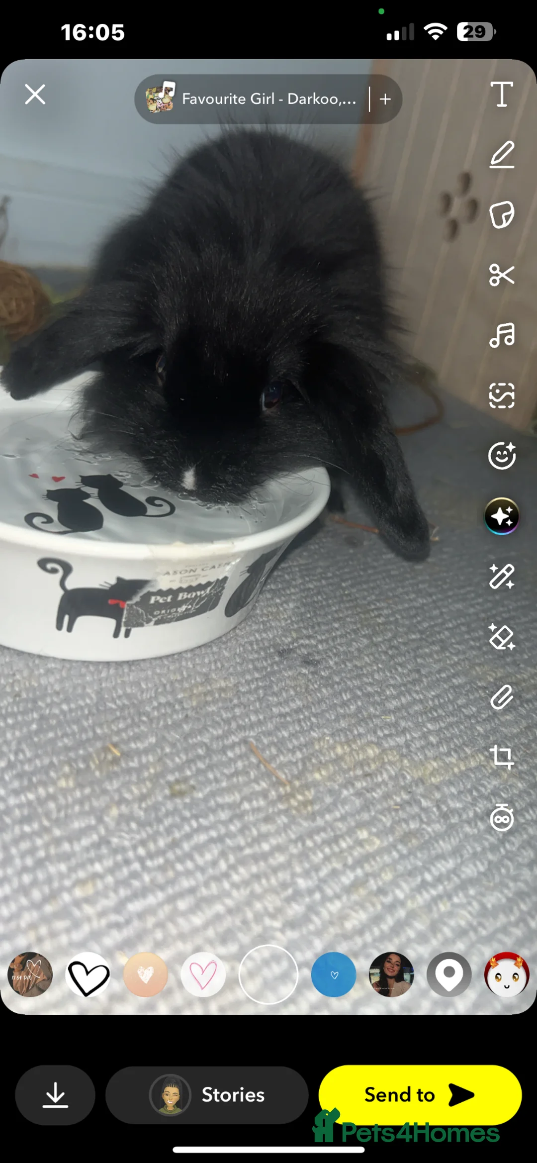 Lionhead rabbits for sale: Pure Lionhead and mini lop  - Advert 3