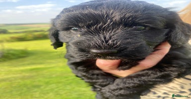 Cockapoo dogs - Advert 1