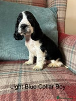 Cocker Spaniel dogs KC reg, health tested, show type boys, ready now! - Advert 13