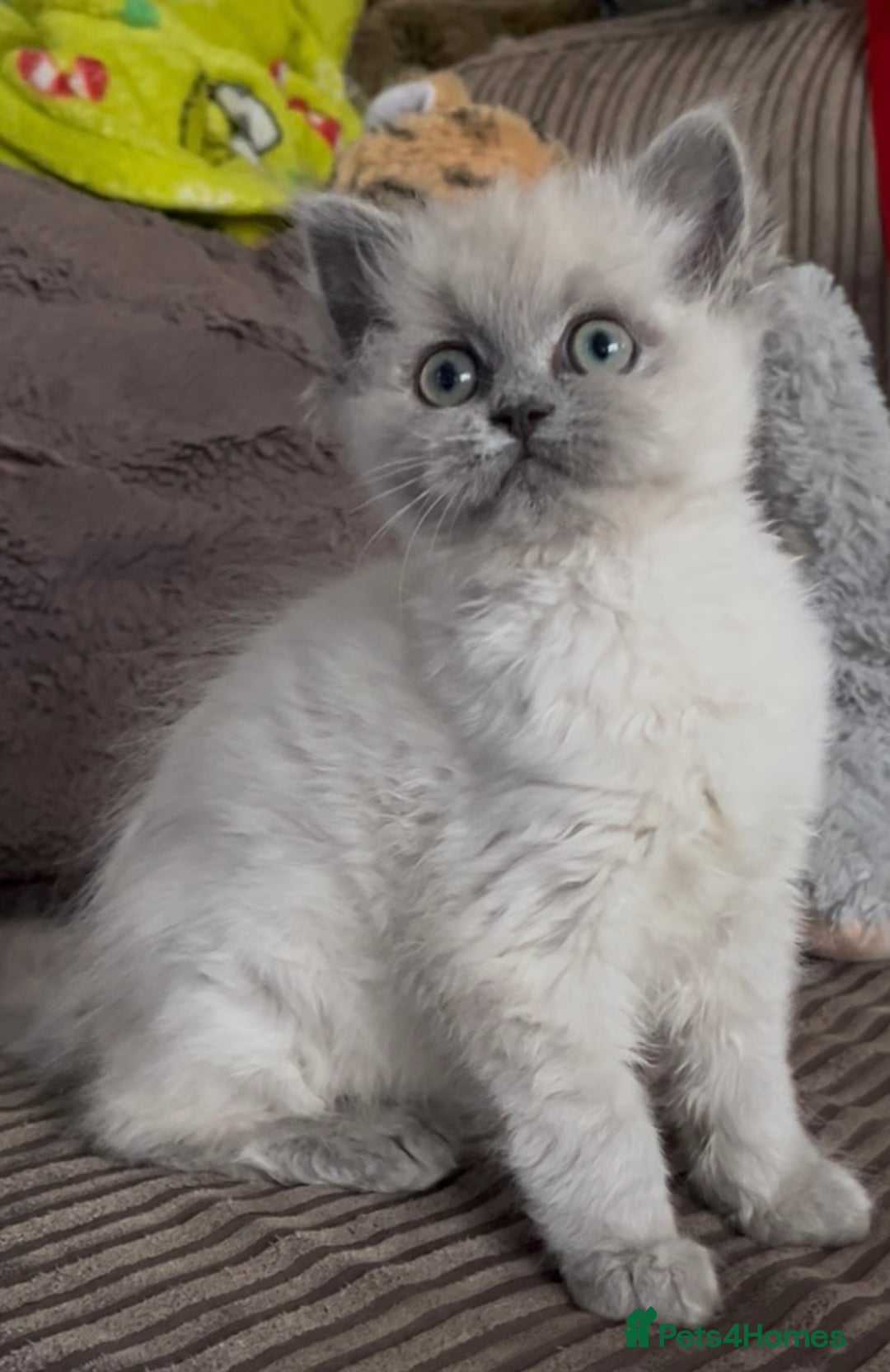 Mixed Breed cats for sale: Stunning female Persian x ragdoll - Advert 8