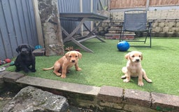Labrador Retriever dogs for sale: Beautiful Labrador Puppies **READY NOW** - Image 1