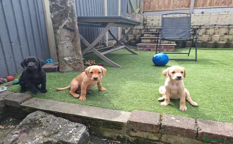 Labrador Retriever dogs - Advert 7