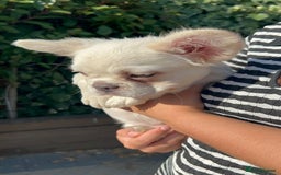 French Bulldog dogs for sale: female fluffy French bulldog 🩷 - Image 5