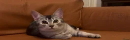 Abyssinian cats for sale: Really sweet temperament  - Advert 5