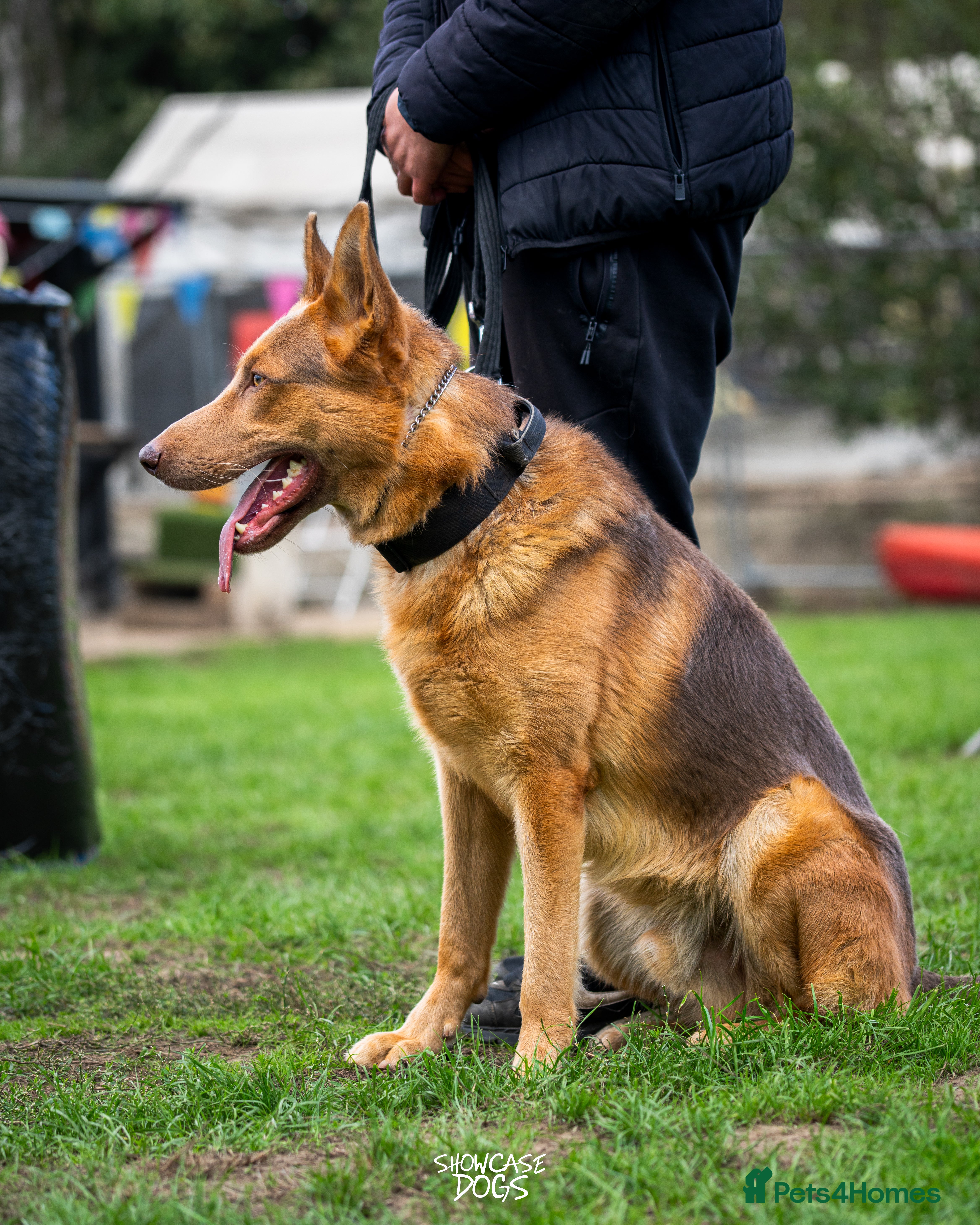 German Shepherd dogs KC Registered Working Line German Shepherd Puppies - Advert 3