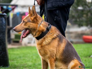German Shepherd dogs KC Registered Working Line German Shepherd Puppies - Advert 4