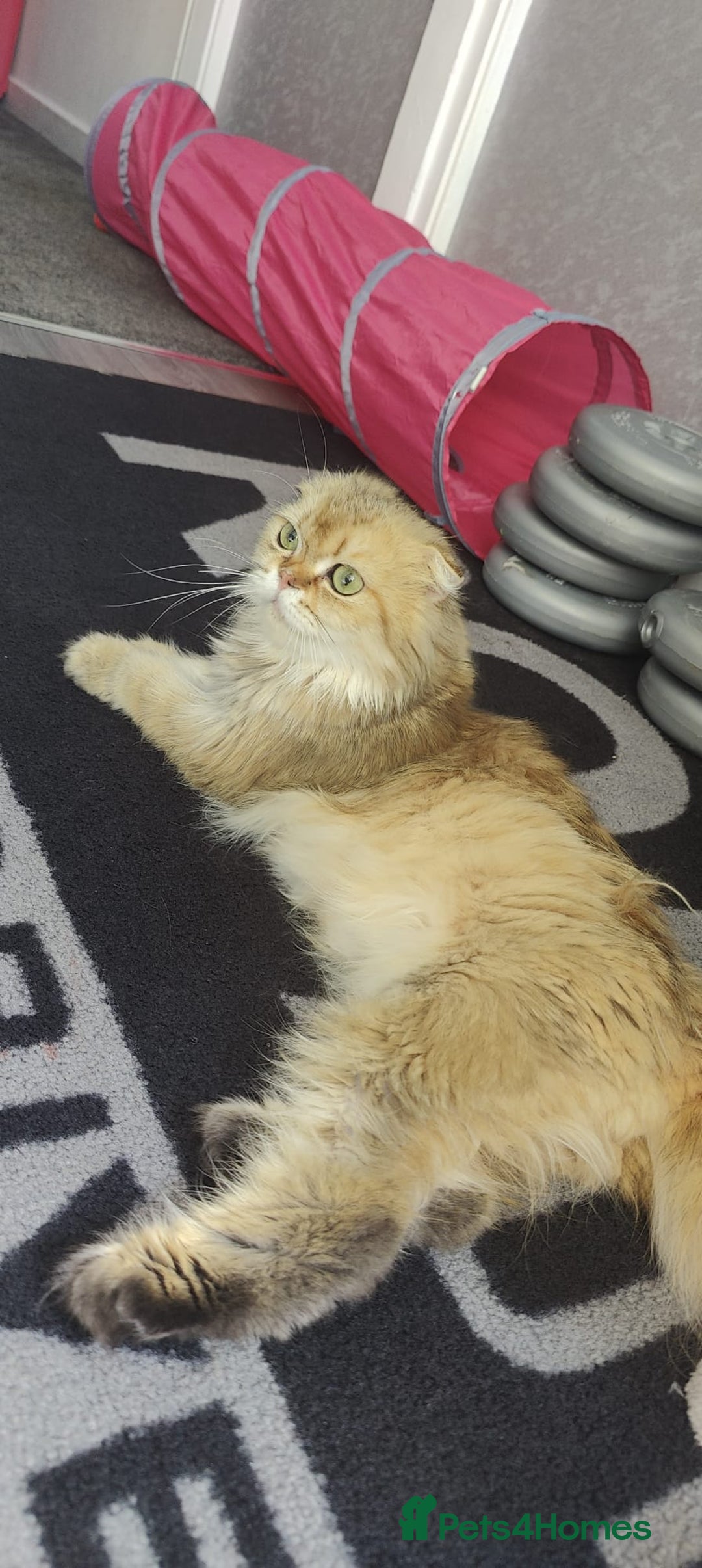 Scottish Fold cats for sale: 5 Scottish Folds - Image 10
