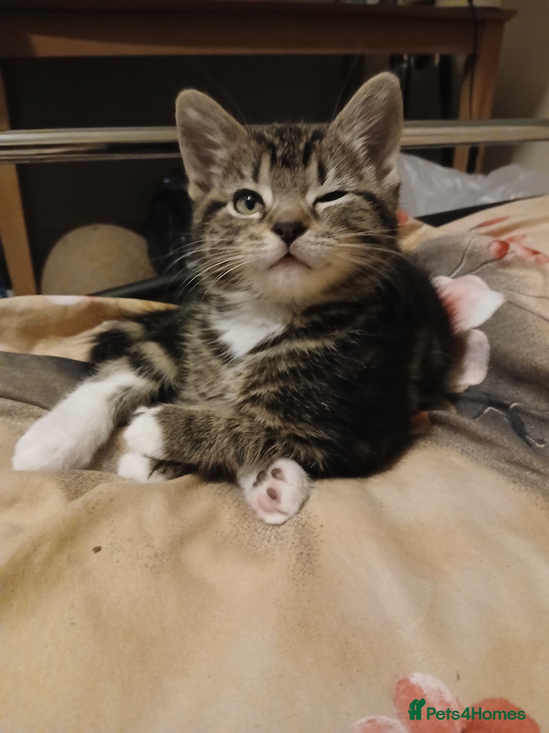 Mixed Breed cats for sale: Kittens for sale - Advert 21