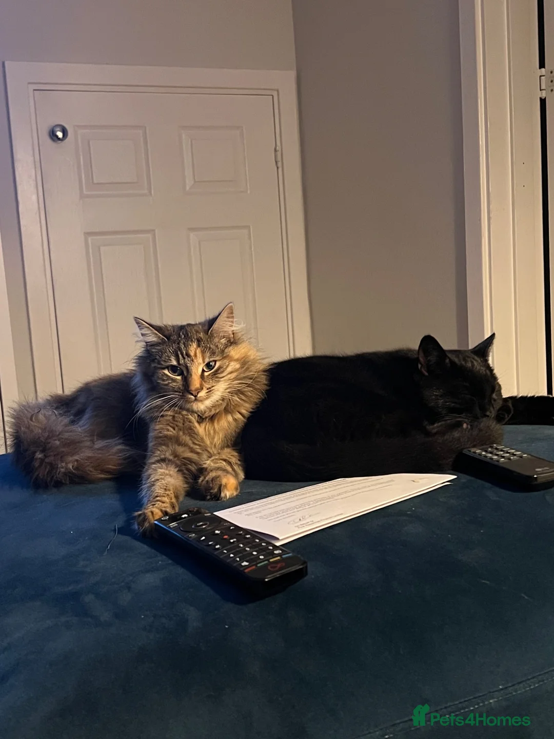 Mixed Breed cats for sale: Two cats for rehoming - Advert 2