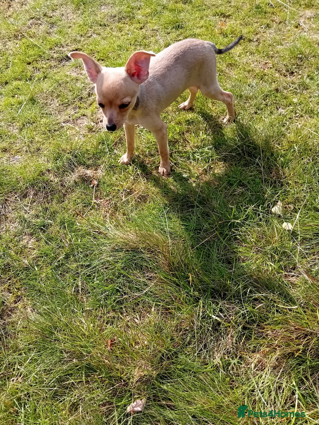 Miniature Pinscher dogs for sale: Mini pinscher for sele  - Image 3