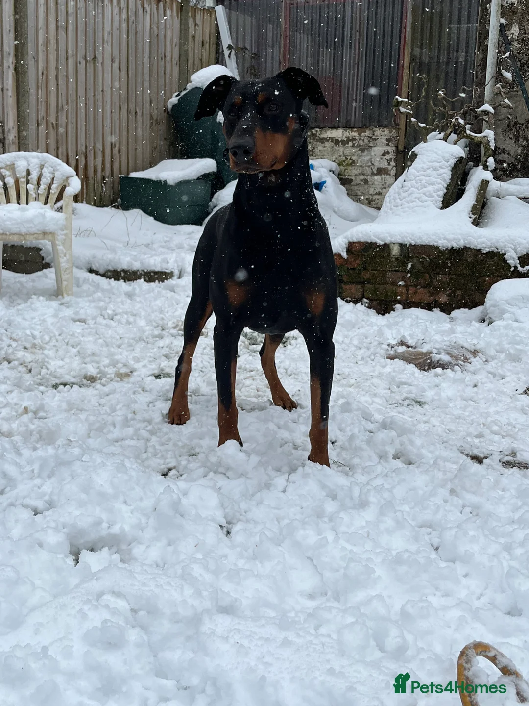 Dobermann dogs for stud: Health tested Dobermann stud  in Ferndale - Advert 1