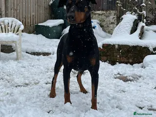 Dobermann dogs Health tested Dobermann stud in Ferndale - Advert 2