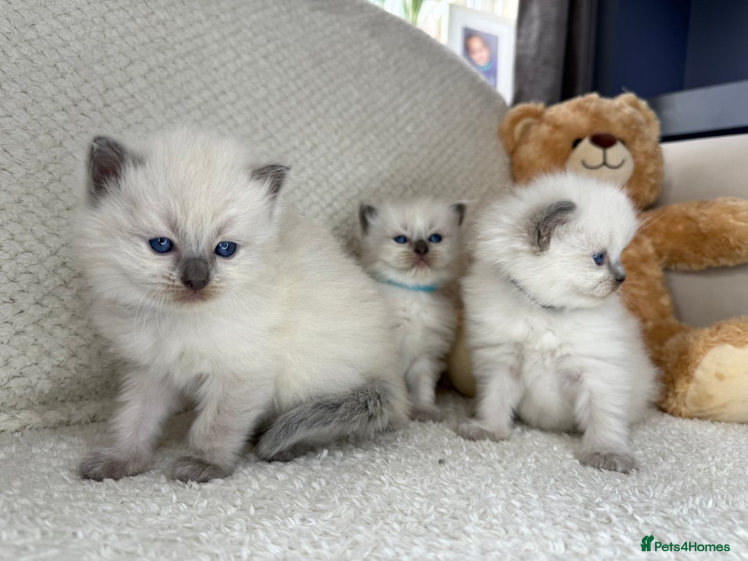 Ragdoll cats for sale: Stunning Bluepoint Ragdoll Kittens for sale - Image 16