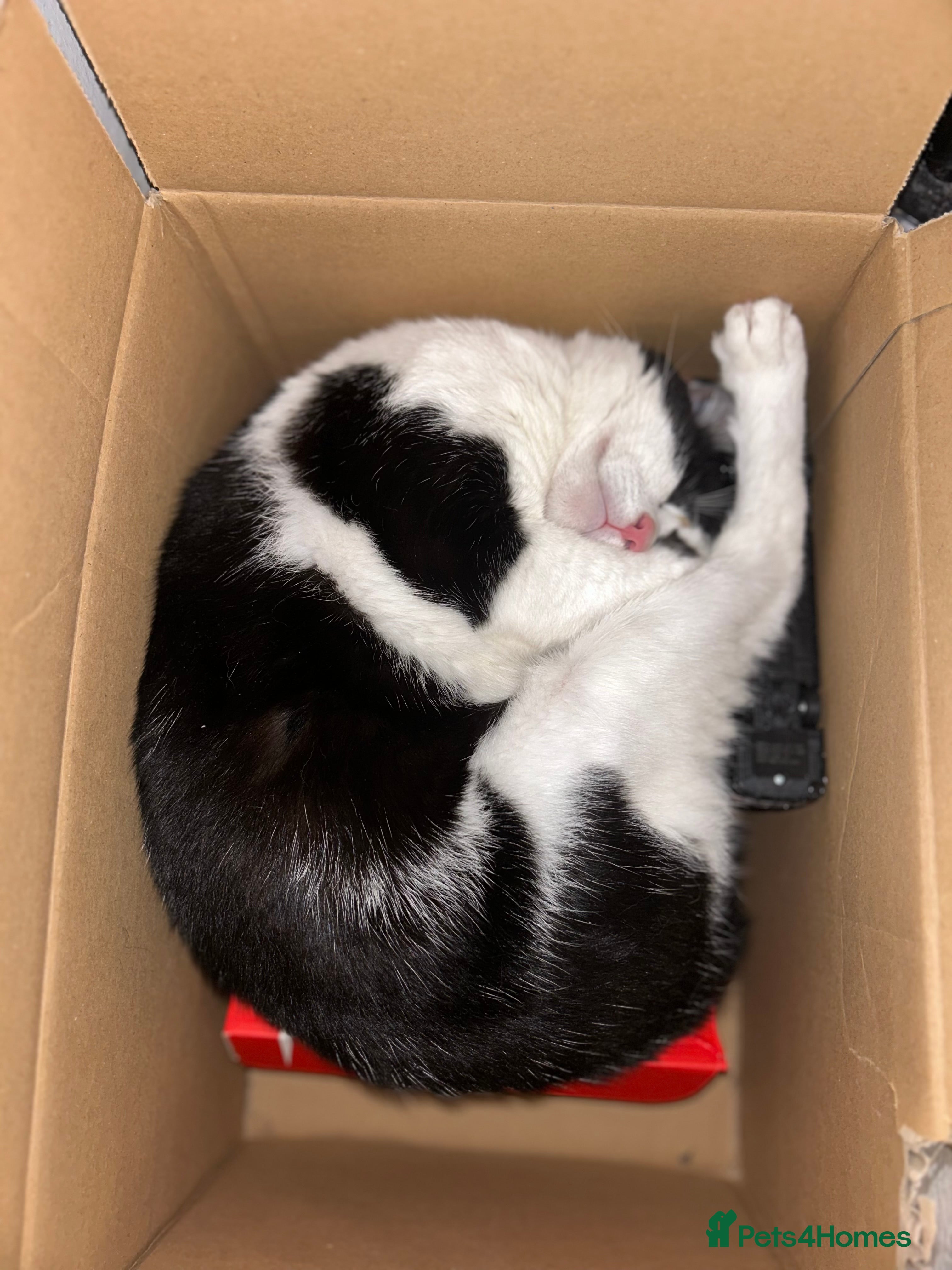 British Shorthair cats *URGENT* Black and white cat  - Advert 1