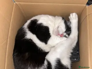 British Shorthair cats *URGENT* Black and white cat - Advert 1