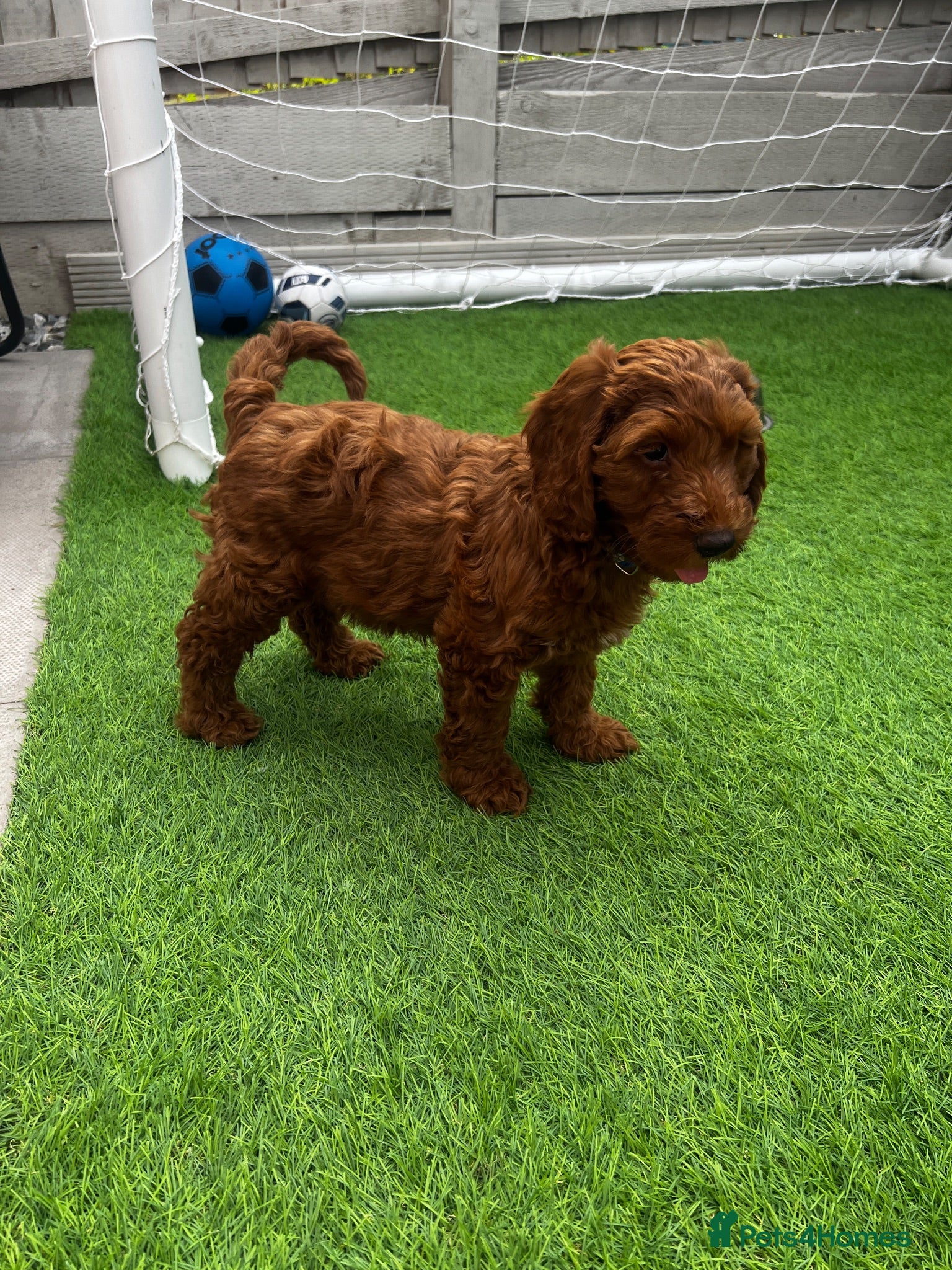 Cockapoo dogs ❗️1 boy left ❗️ 🐾 7 stunning F1B cockapoo pups 🐾 - Advert 2