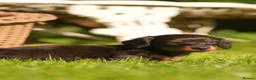 Miniature Dachshund dogs for sale: KC registered long haired miniature dachshunds  - Advert 3