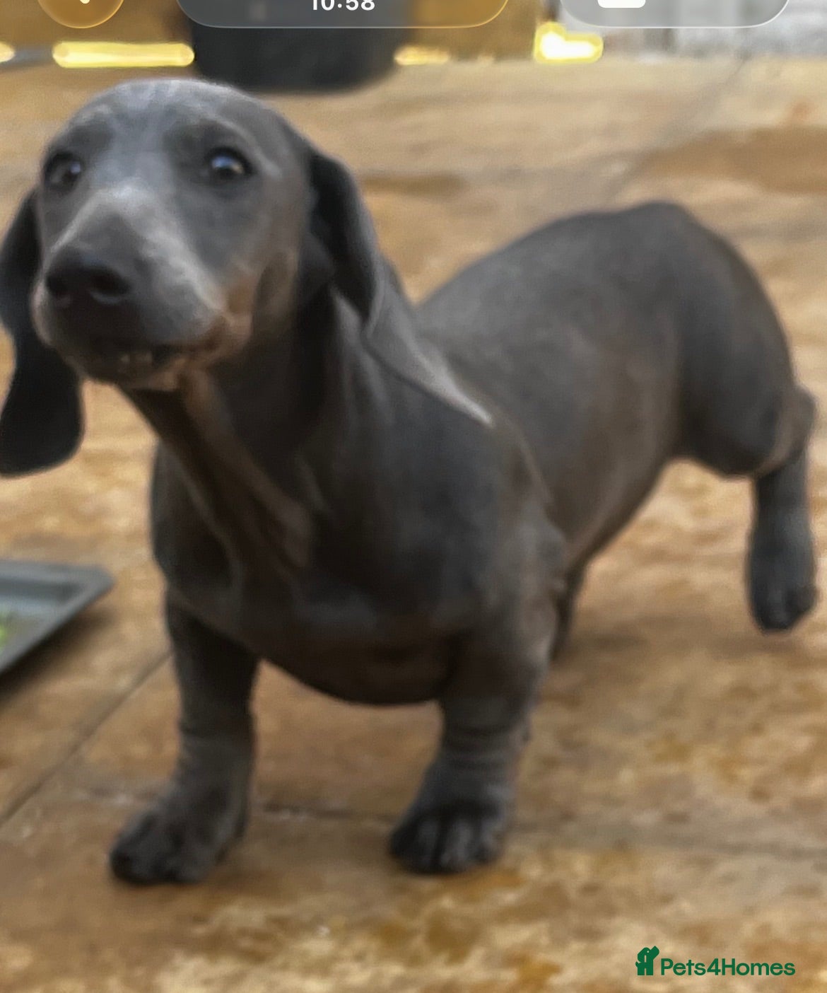 Dachshund dogs Stunning Solid Blue & Choc & Tan Dachshunds  - Advert 2