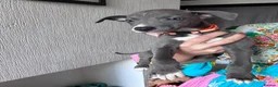 Lurcher dogs for sale: Lurcher puppies M/F  - Advert 6
