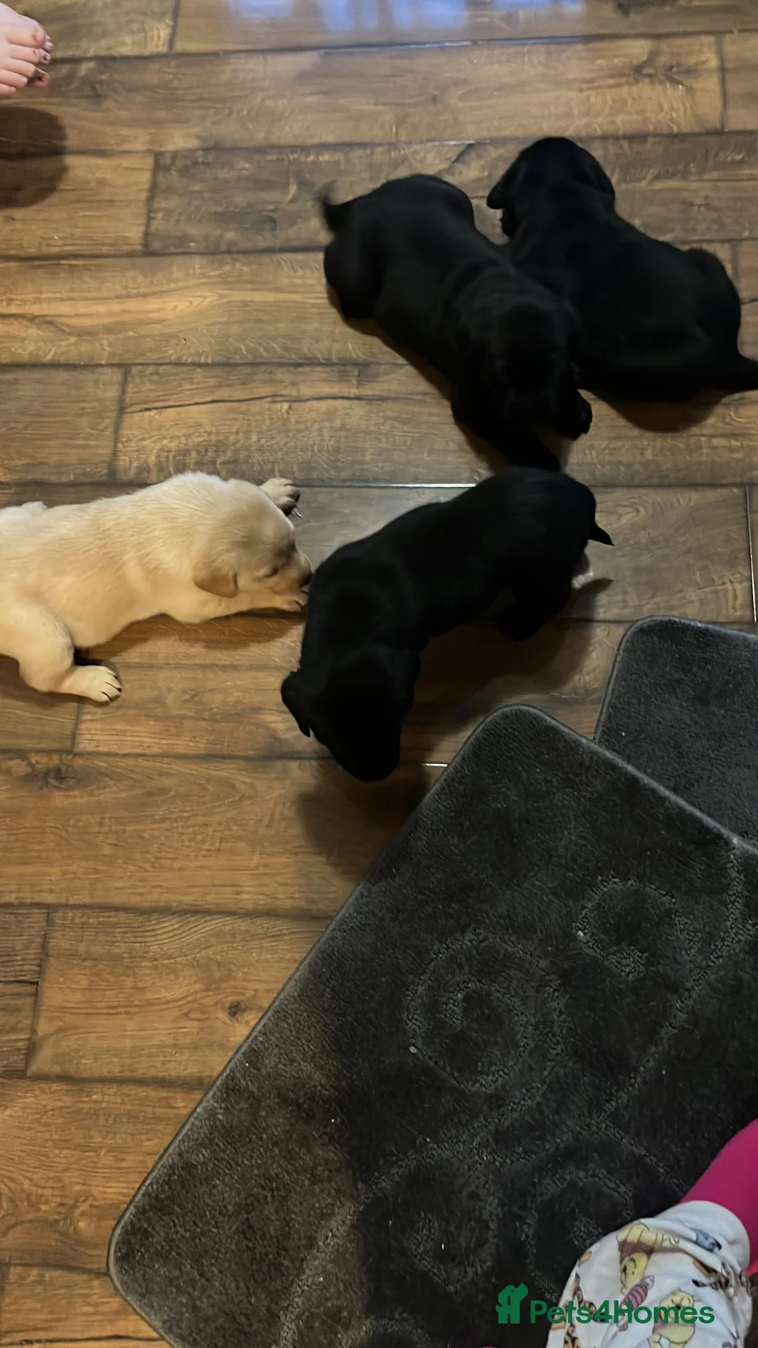 Labrador Retriever dogs for sale: Beautiful Labrador puppy’s  - Advert 18