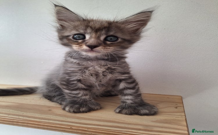Maine Coon cats - Advert 14