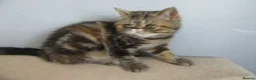 Exotic cats for sale:  Beautiful Exotic female kittens - Advert 21