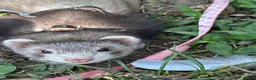 Ferret rodents for sale: Mr hobnob - Advert 4