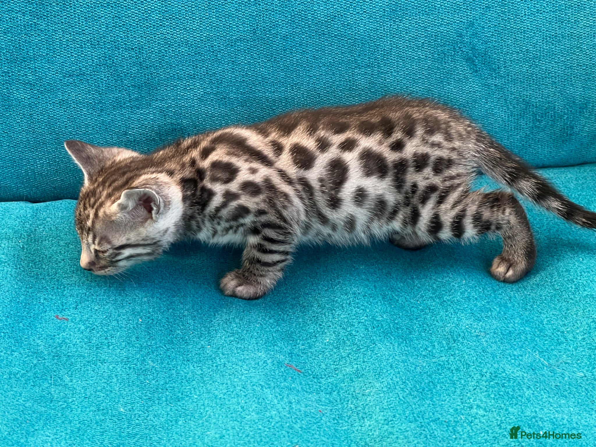 Bengal cats Beautiful Bengal boys - Advert 10