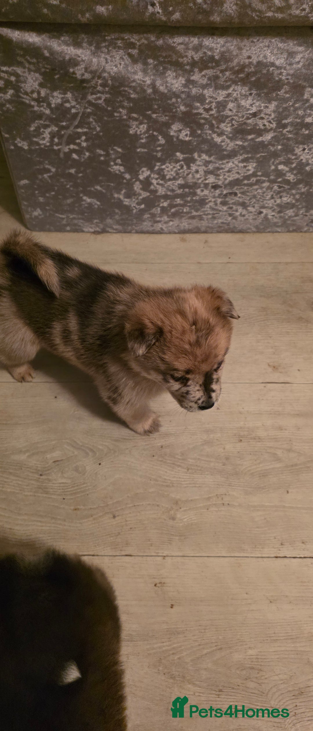 Mixed Breed dogs for sale: Adorable Merle Chowski's for sale  - Advert 18