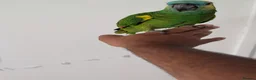 Budgerigars birds for sale: Exceptional Talking Green Parrot 100 Word  Friendl - Advert 3