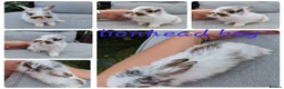 Mini Lop rabbits for sale: Mini lops , lionheads , netherland dwarf  - Advert 3