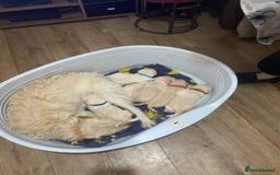 Labradoodle dogs for sale: Labradoodle puppies for sale £600-£750 - Image 10