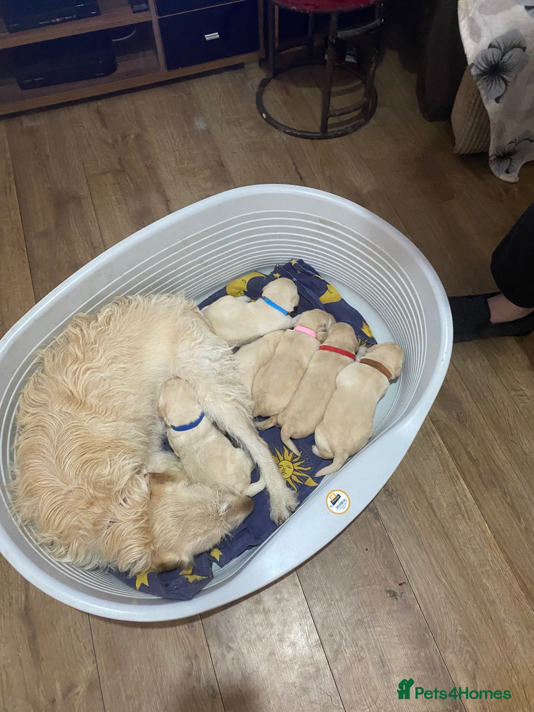 Labradoodle dogs for sale: Labradoodle puppies for sale £600-£750 - Image 10