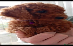 Cockapoo dogs for sale: Beautiful family of cockerpoos - Image 7
