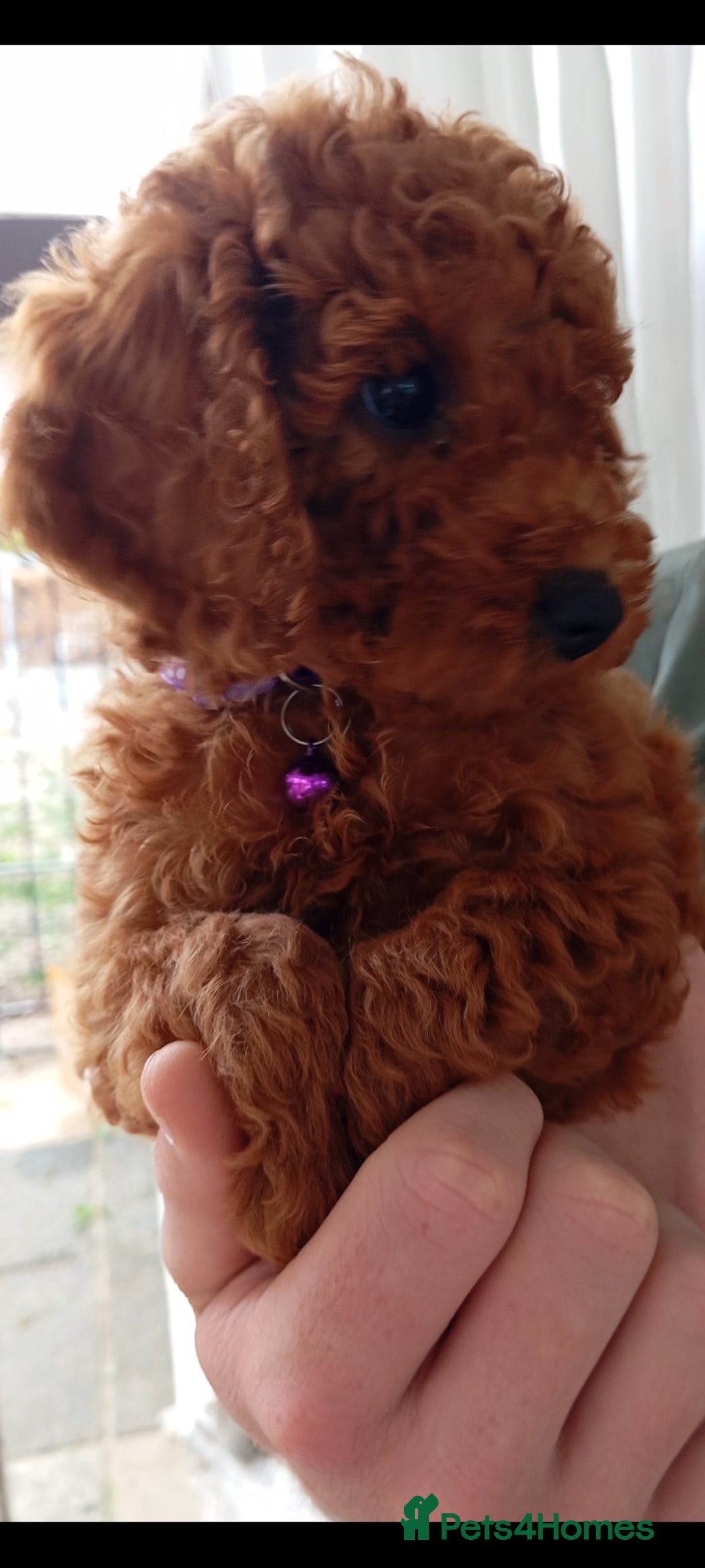 Cockapoo dogs for sale: Beautiful family of cockerpoos - Image 7