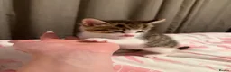 Mixed Breed cats for sale: Four beautiful confident kittens - Advert 6