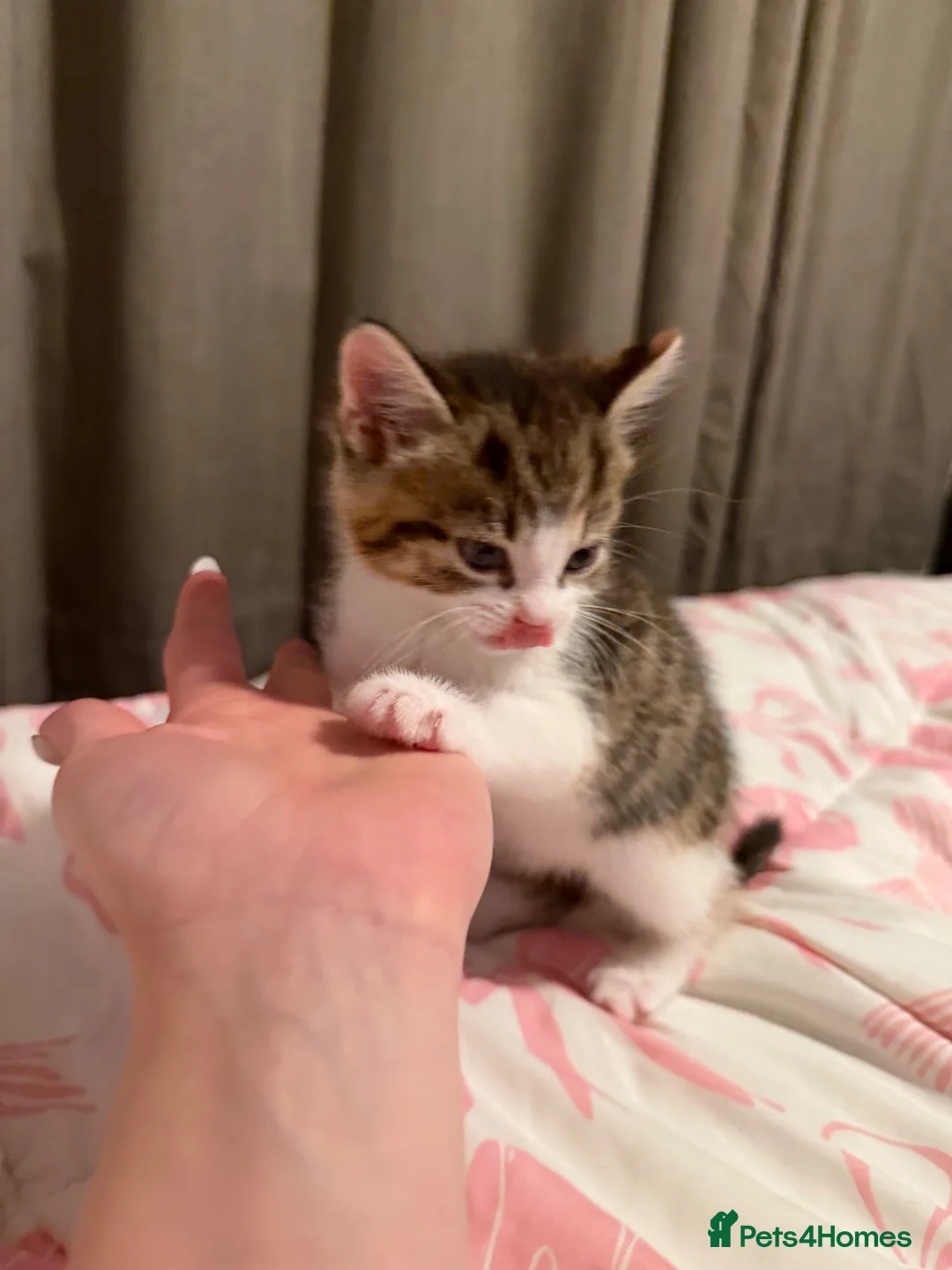 Mixed Breed cats for sale: Four beautiful confident kittens - Advert 6