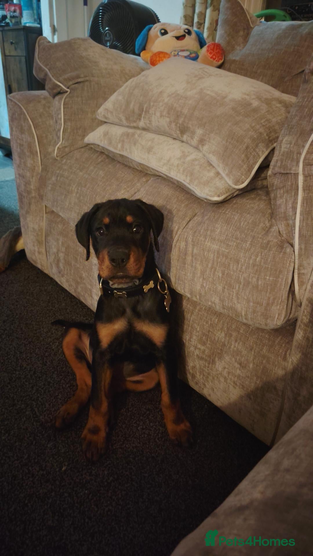 Rottweiler dogs A good boy - Advert 6