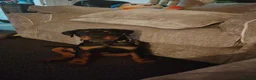 Rottweiler dogs for sale: A good boy - Advert 1