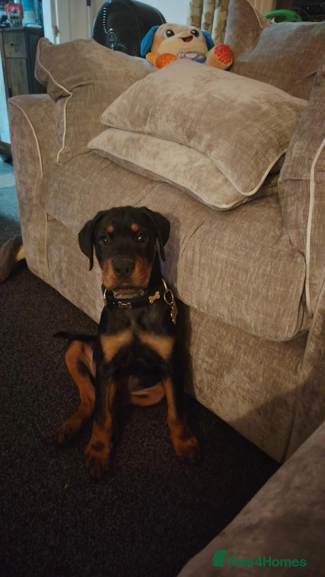 Rottweiler dogs for sale: A good boy - Advert 1