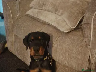 Rottweiler dogs A good boy - Advert 6