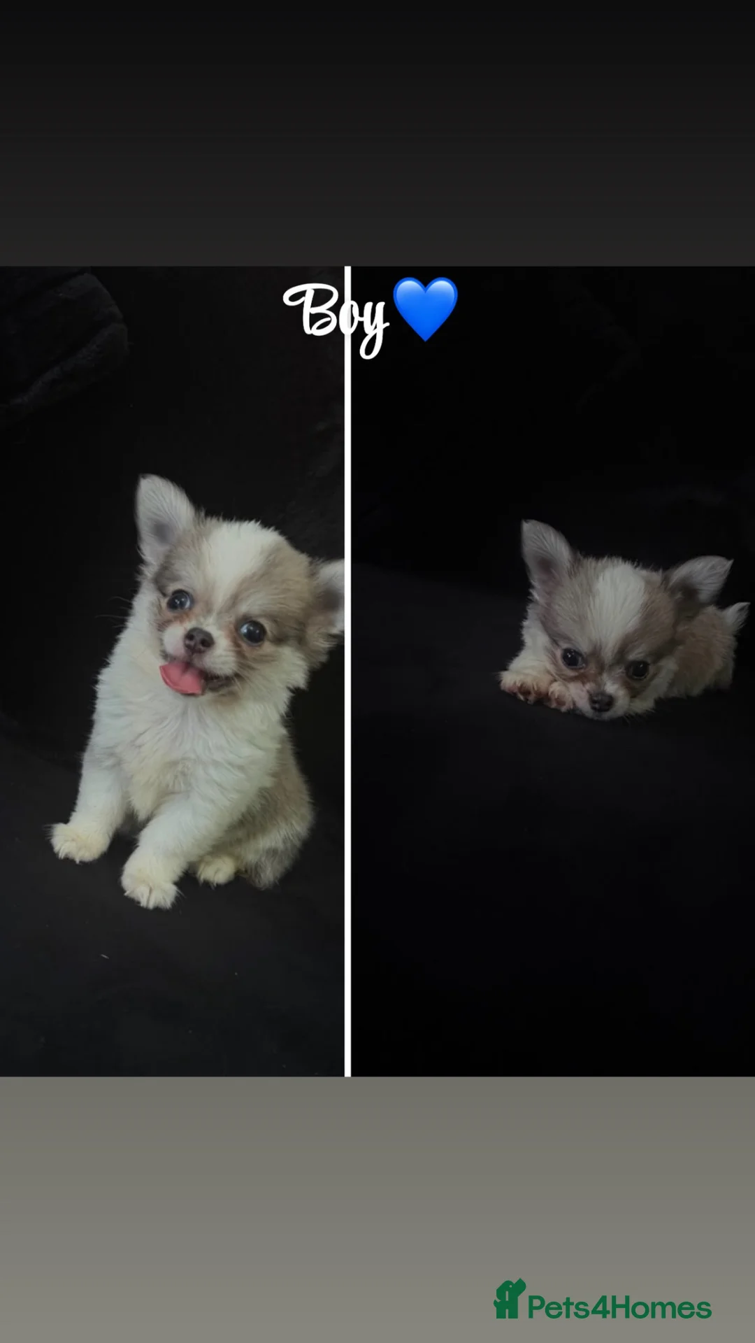 Chihuahua dogs for sale: Lovely chihuahua puppies❤️ in London - Advert 1