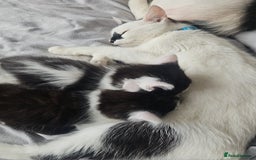 Mixed Breed cats for sale: 2 fluffy boys - Image 4