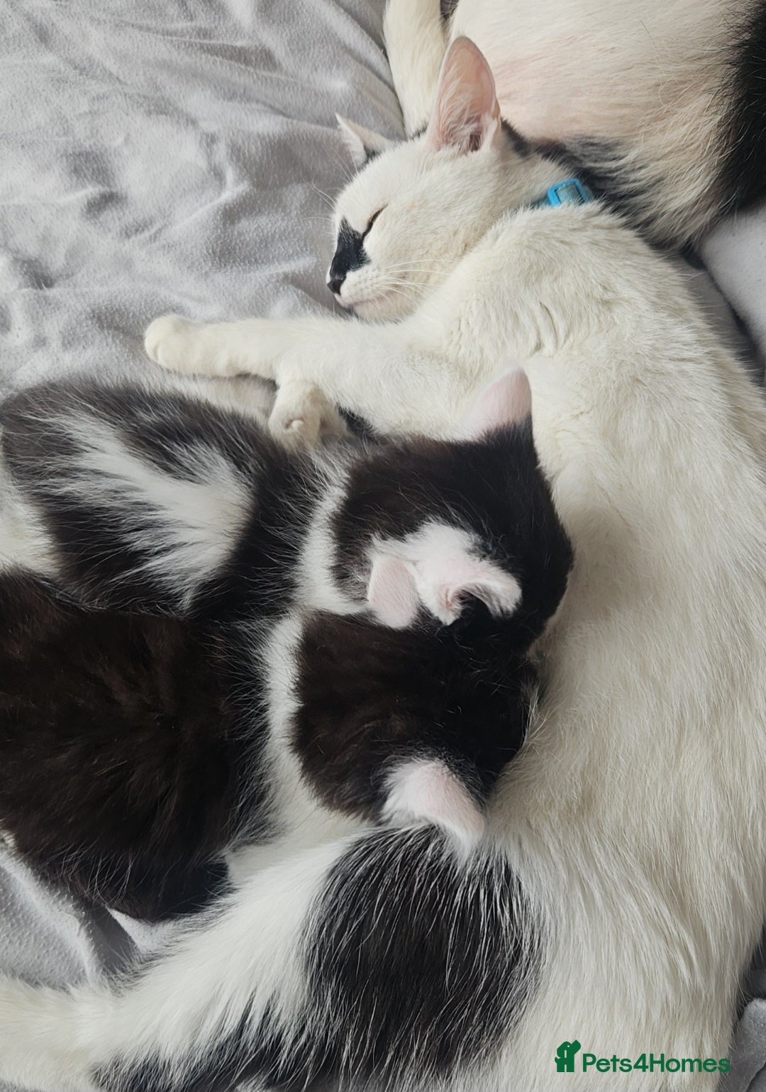 Mixed Breed cats for sale: 2 fluffy boys - Image 4